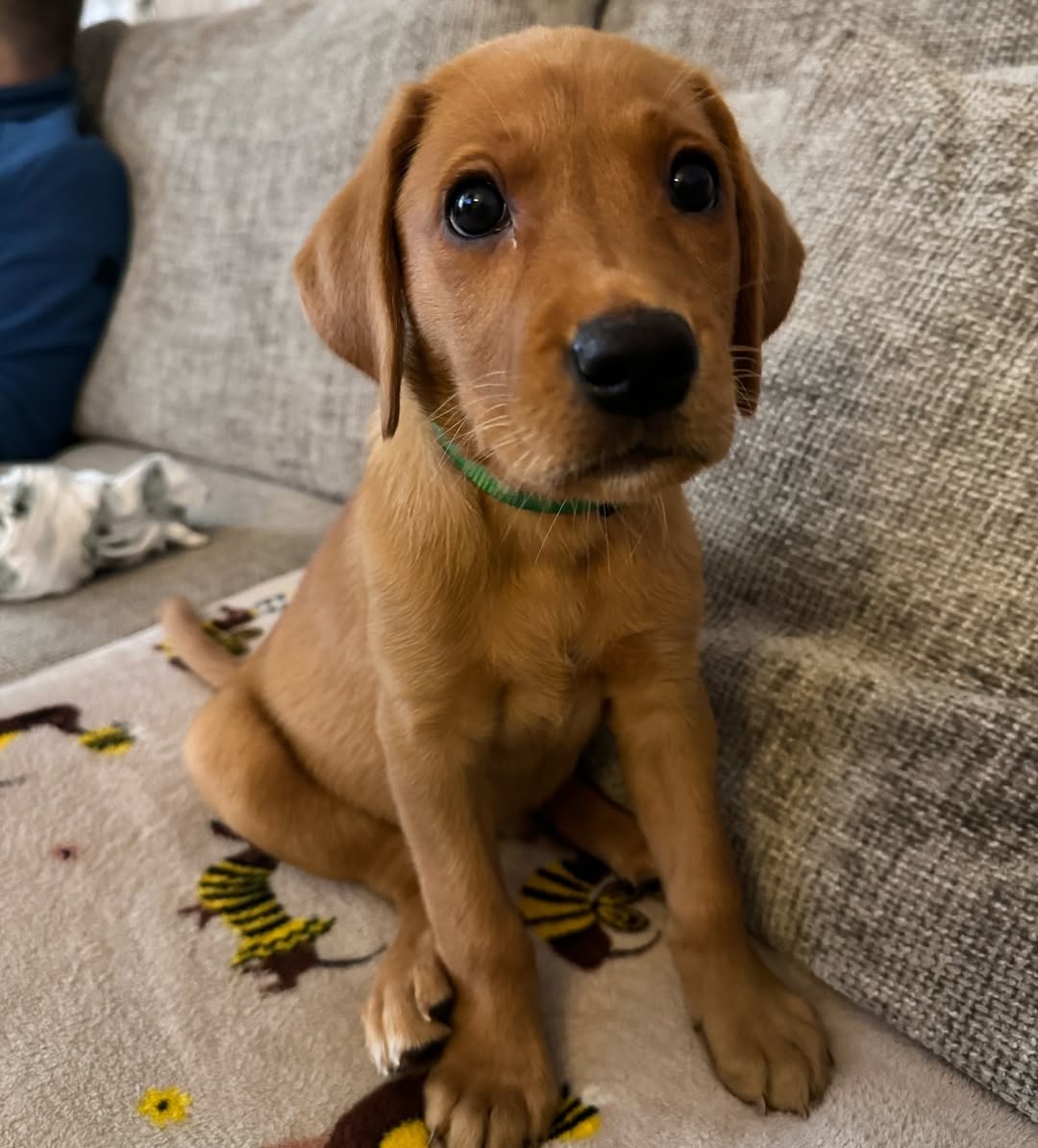 Koda Mädchen